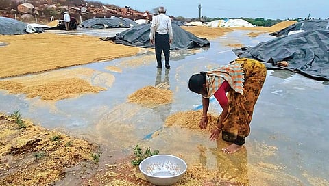 A farmer collects paddy from accumulated rainwater at Ganneruvaram in Karimnagar district on Sunday. (File photo| EPS)