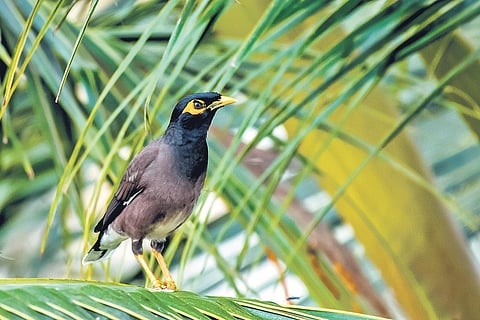 The almost unbearably sultry monsoon is also the time when many Indian birds build nests, raise chicks, and hunt for food for their brood.