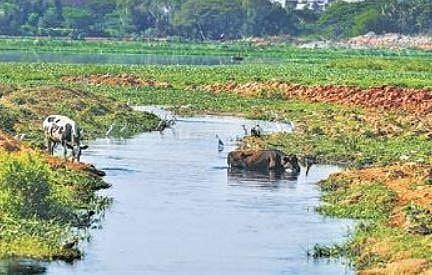 The lockdown is having a refreshing impact on the city’s lakes and environment | MEGHANA SASTRY