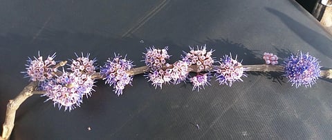 Aali flower (Photo | EPS)