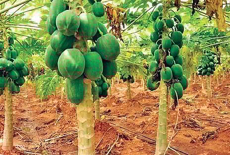 COVID-19 lockdown: Telangana papaya farmers in dire straits as prices go down