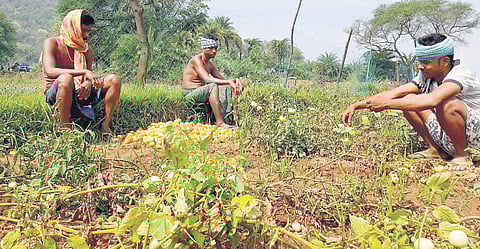 Farmers contemplate their future as their tomato harvest lies dumped in a field in Dhenkanal I Express