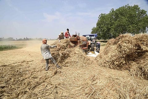 Farmers thresh harvested crop in a field during the nationwide lockdown in Patna. (Photo | PTI)