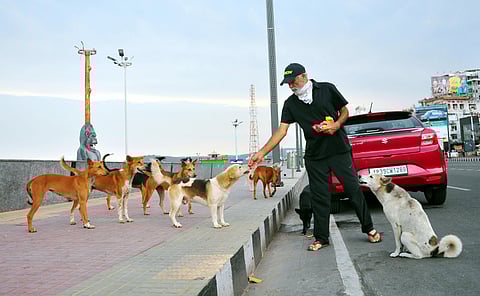 A man feeding street dogs beach road in Visakhapatnam. (Photo | G Satyanarayana, EPS)