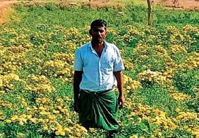 A flower grower with his cultivation in Tiruvannamalai | Express