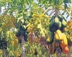 Papaya not on Hopcoms’ purchase plan, farmers suffer