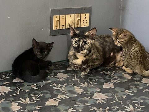 The three cats belonging to the pet owner from Ernakulam