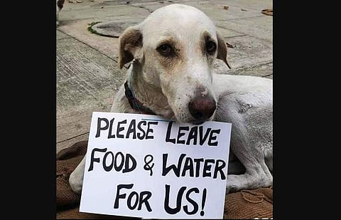 Volunteers attached to New World Animal Rescue (NWAR) have come forward to feed the stray animals.