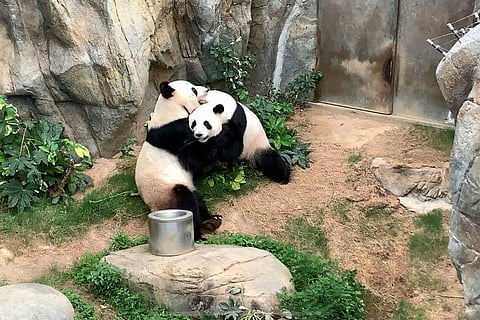 The Pandas are using this opportunity to make babies. (Photo| AFP)