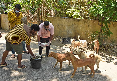 Youngsters feed biriyani to street dogs amidst the lockdown in Hyderabad on Wednesday. (Photo | RVK Rao/EPS)