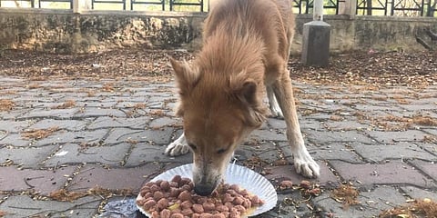 PFA has already distributed over 600 kgs of dog food to the stray canines in Mysuru.