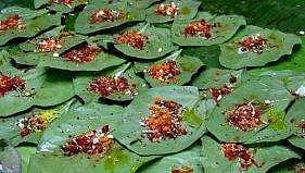 Representrational Image. (File Photo)