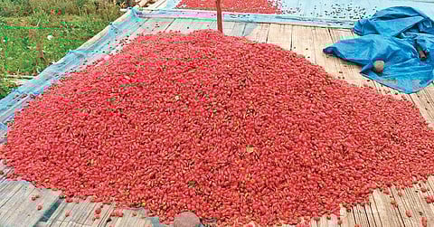 The farmers get Rs 700 for a kg of powdered chilli after authorities got the infrastructure set up. (Photo| EPS)