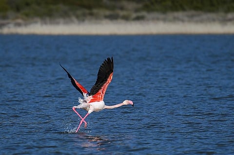 A flamingo prepares to fly. (Photo | AFP)