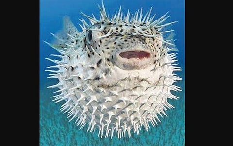 A porcupine fish
