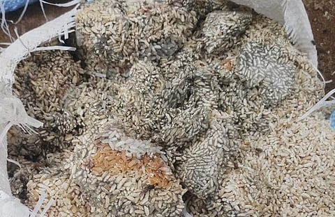 'Rice' allegedly provided to migrants in Mangaluru. (Photo | Express)