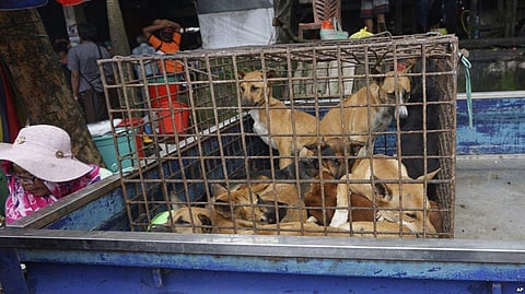 The Dog and Cat Meat Trade.(File Photo | AP)
