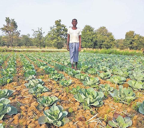 A  farmer at a cauliflower land  (Photo | EPS)