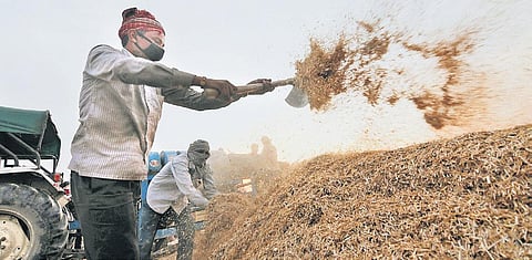 Farmers sort wheat crops after harvesting during the nationwide lockdown. (Photo | PTI)