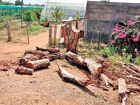 40 trees chopped in Sirpur, Congress seeks action against TRS MLA