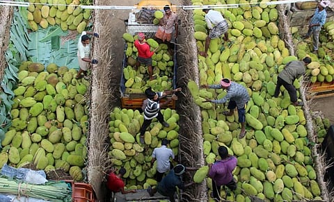 When unripe, the jackfruit is added to curries or fried, minced and sauted.  (Photo | EPS)