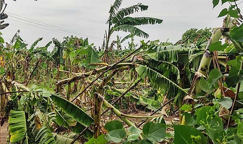 Hundreds of acres of banana, paddy crop damaged in Tiruchy, Pudukai