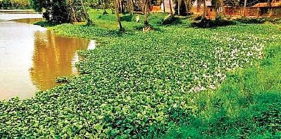 Residents and NGO gear up to revive Vellayani amid lockdown