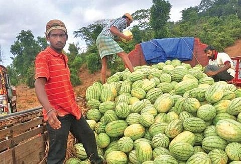 Farmers transport watermelons from Kalaburagi in Karnataka | Express