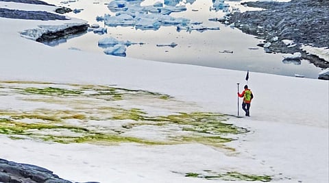 Blooming algae is tuning Antarctica green. (Photo| AFP)