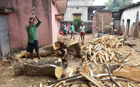 A labourer cuts the wood of an uprooted tree due to heavy wind and rain ahead of cyclone 'Amphan' landfall, in Ranchi, Wednesday, May 20, 2020. Super Cyclone Amphan is expected to make landfall near Sundarbans in West Bengal by late evening today. (Photo 