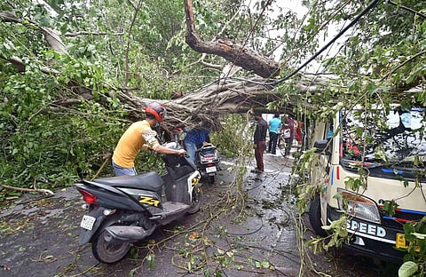 A scooterist tries to pass under an uprooted tree lying across a road, in the aftermath of super cyclone 'Amphan', in Kolkata. (Photo | PTI)