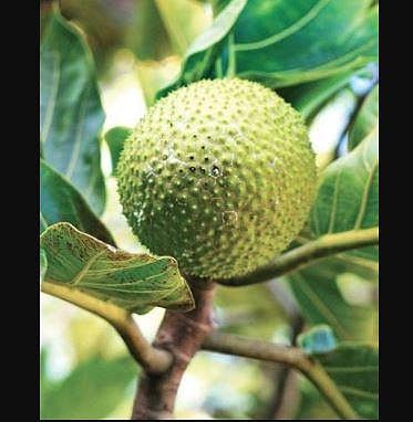 Breadfruit