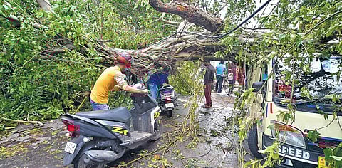 A scooterist tries to pass under an uprooted tree lying across a road, in the aftermath of the extremely severe cyclone Amphan, in Kolkata on Thursday (Photo | PTI)