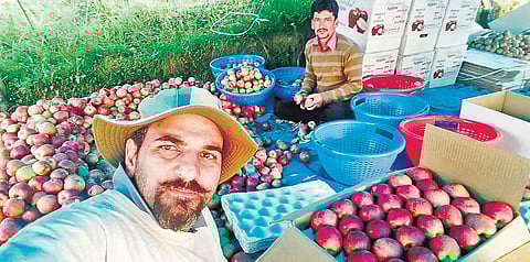 farmers packaging their produce | express
