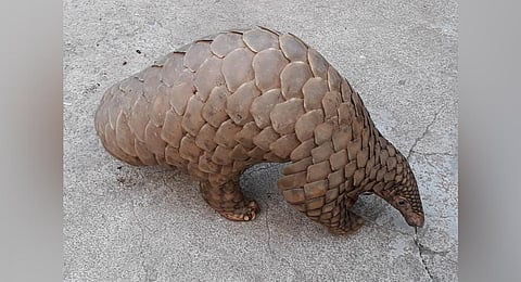Image of a Pangolin used for representational purpose. 