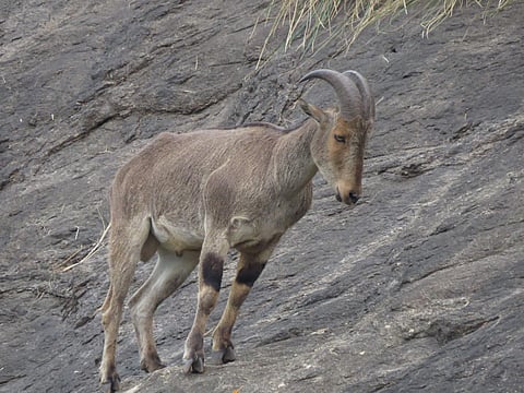 Nilgiri tahr (Photo | EPS)