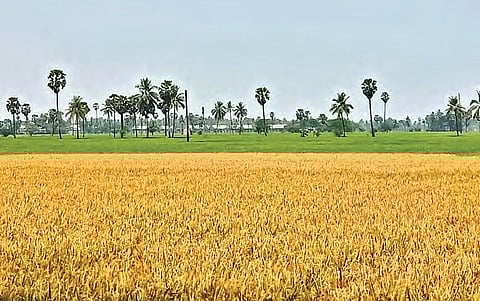 Paddy crop ready for harvest. (Photo | EPS)