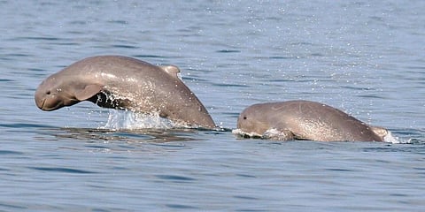 Irrawaddy Dolphins in Chilika Lake (Photo | EPS)