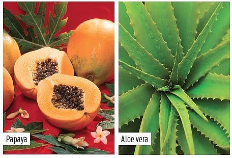 Aloe vera gel stimulates macrophages that combat viruses and other foreign bodies.