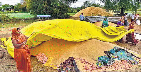 Farmers cover their harvested wheat grain with a plastic sheet anticipating rainfall in Jabalpur. (Photo | PTI)