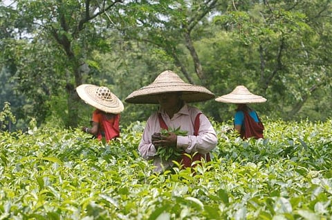 Tea garden workers wearing Japi hats made out of bamboo and palm leaves pluck tea leaves inside Durgabari Tea Estate on the outskirts of Agartala. (Photo Reuters)