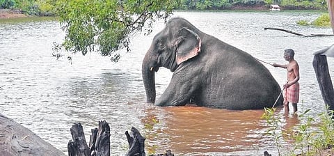 File picture of an elephant frolicking in water. (Photo | EPS)