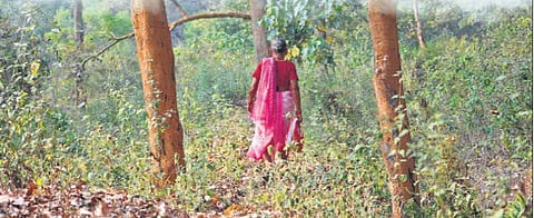 A woman walks through a thick  forest patch  to reach Joida near Talgera village. (Photo| D Hemanth)