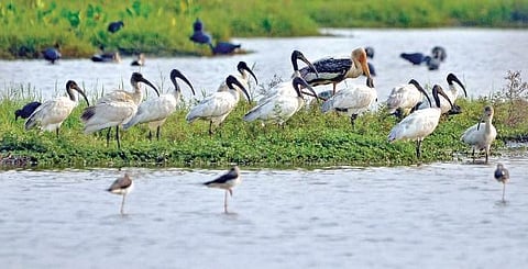 Vellayani wetlands turn hunting ground for poachers