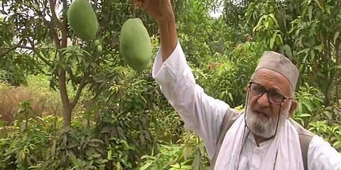 Haji Kalimullah Khan in his orchard (Photo | EPS)