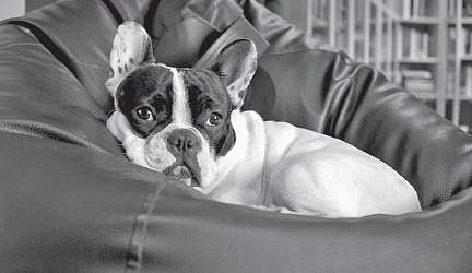 Expat pet parents in a dilemma