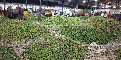 The mangoes are ready for sale
