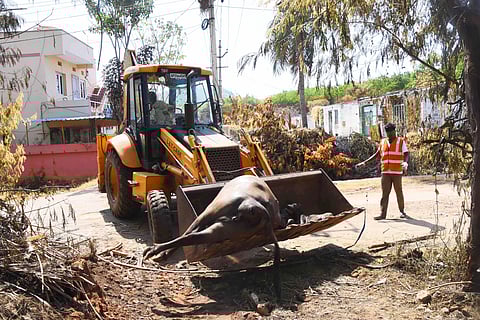 GVMC Staff collecting buffalo after died due to effect of gas leakage from LG polymers Venkatapuram in Visakhapatnam on Friday. (Photo | EPS)