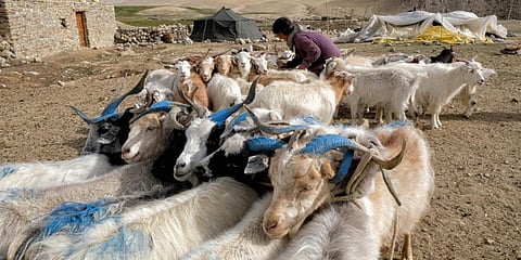 Changpa nomad Sonam Yangzom ties pashmina goats before milking them in a nomadic camp, about one kilometre from Korzok village in Leh district. (File photo| AFP)