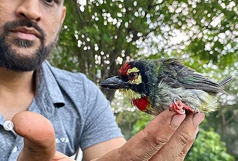 Ziva narrated how MS Dhoni and Sakshi helped save an injured bird.